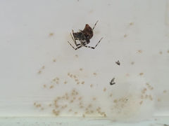 Parasteatoda tepidariorum