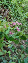 Antigonon leptopus