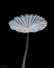 Narcissea patouillardii