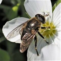 Merodon obscuritarsis