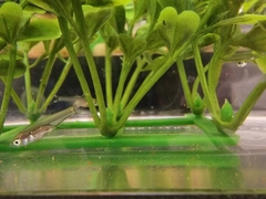 Rasbora trilineata