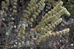 Marrubium