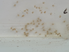 Parasteatoda tepidariorum