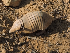 Euphractus sexcinctus