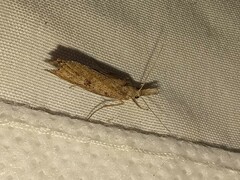 Neodactria luteolellus