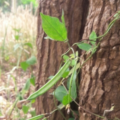 Centrosema pubescens
