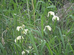 Iris pseudacorus