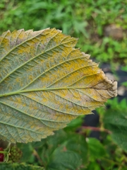Aculeastrum americanum