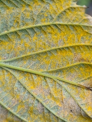 Aculeastrum americanum