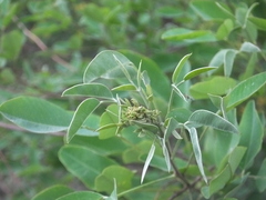 Lespedeza bicolor