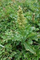 Blitum bonus-henricus