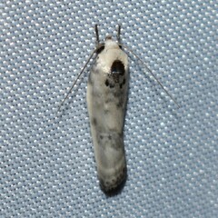 Antaeotricha