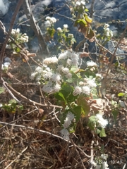 Ageratina petiolaris