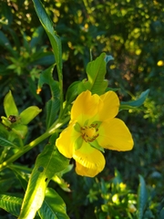 Ludwigia elegans