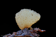 Aleurina