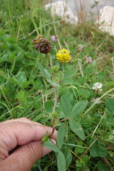 Trifolium badium