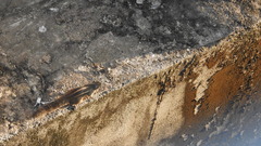 Funambulus palmarum