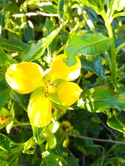 Ludwigia elegans