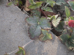 Erysiphe thuemenii