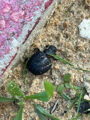 Pimelia mittrei