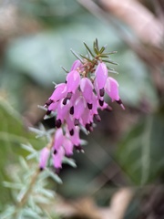 Erica carnea