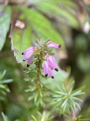Erica carnea