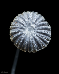 Narcissea patouillardii