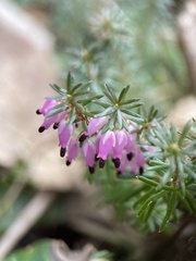 Erica carnea