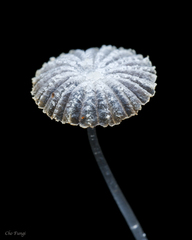 Narcissea patouillardii