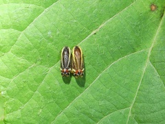 Microsargane vittata