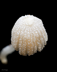 Narcissea patouillardii