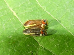 Microsargane vittata