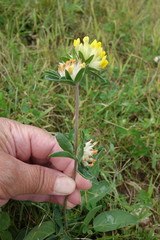 Anthyllis vulneraria alpestris