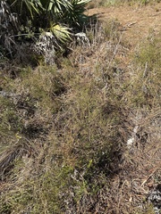 Vaccinium myrsinites