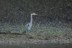 Ardea cinerea