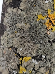 Phaeophyscia ciliata