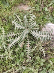 Galactites tomentosus