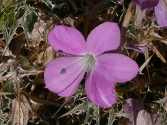Barleria rigida
