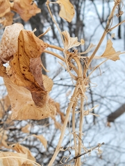 Smilax lasioneura