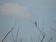 Saltatricula multicolor