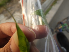 Sarucallis kahawaluokalani