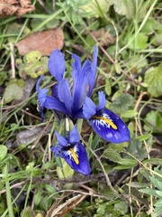 Iris reticulata