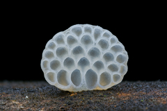 Favolaschia fujisanensis