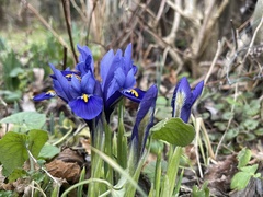 Iris reticulata