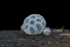 Favolaschia fujisanensis