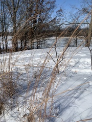Schizachyrium scoparium