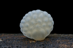 Favolaschia fujisanensis