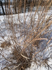 Schizachyrium scoparium