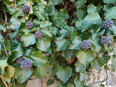 Hedera crebrescens