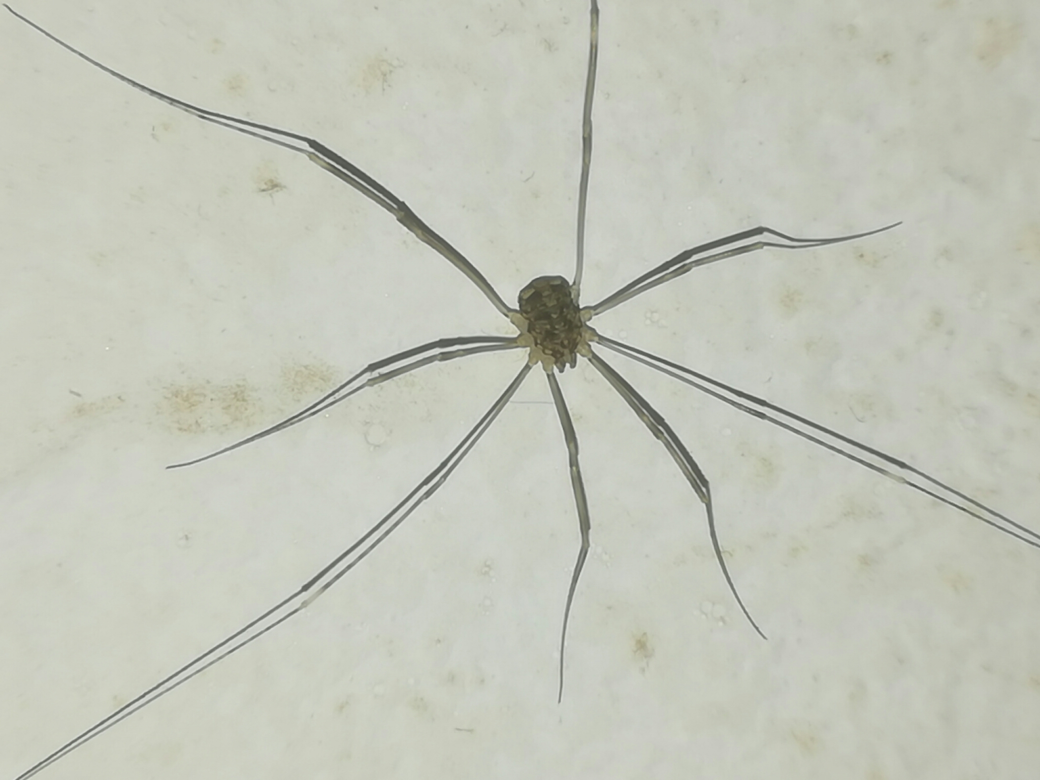 Sclerosomatidae